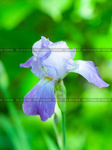 Цветок ириса сибирского (Iris sibirica) Стоковое фото, фотограф Наталия Шевченко / Фотобанк Лори