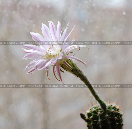 Цветок кактуса Echinopsis hybrid. Стоковое фото, фотограф Галина Хорошман / Фотобанк Лори