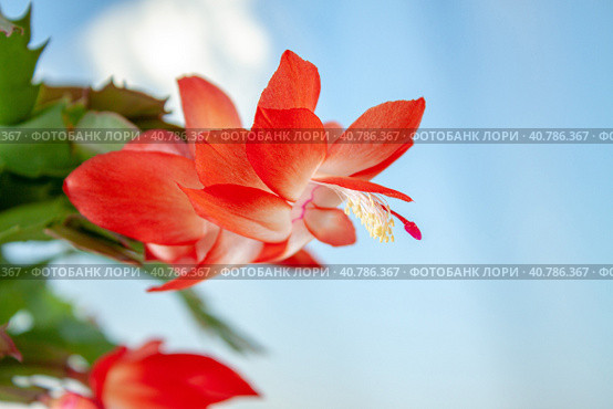 Цветок кактуса Шлюмбергера крупным планом на голубом фоне. Zygocactus flower close-up on a blurry blue background. Стоковое фото, фотограф Валерий Елистратов / Фотобанк Лори