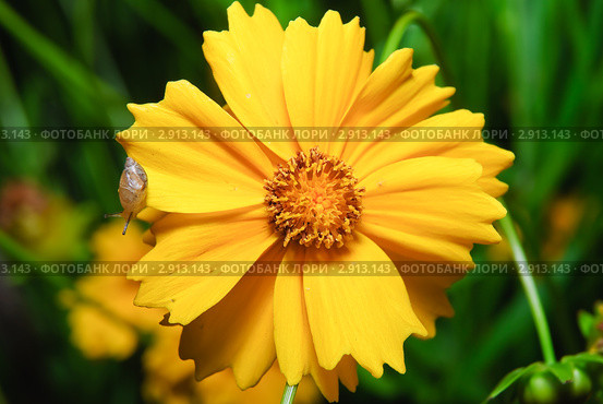 Цветок кореопсиса (Coreopsis ferulifolia) Стоковое фото, фотограф Алёшина Оксана / Фотобанк Лори