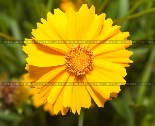 Цветок кореопсиса (Coreopsis ferulifolia) Стоковое фото, фотограф Алёшина Оксана / Фотобанк Лори