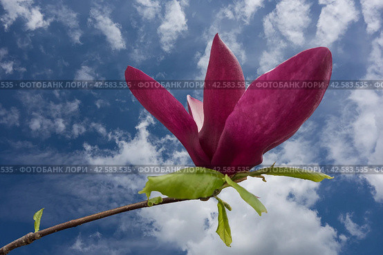 Цветок магнолии крупным планом на фоне голубого весеннего неба/ Beautiful large pink magnolia flower against blue sky. Стоковое фото, фотограф Iva Noel / Фотобанк Лори
