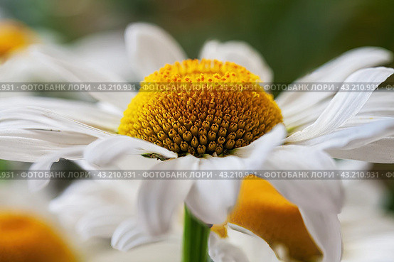 Цветок ромашки крупным планом. Выборочный фокус.  Chamomile flower close up. Summer, sunny day. Selective focus. Стоковое фото, фотограф Лариса Гордеева / Фотобанк Лори