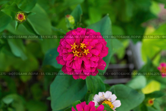 Цветок Цинния изящная, Zinnia elegans, род однолетних и многолетних трав и кустарников семейства сложноцветных. Стоковое фото, фотограф Андрей Цыганков / Фотобанк Лори
