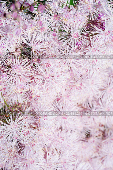 Цветок василисник. Thalictrum aquilegiifolium. Стоковое фото, фотограф Мурина Ольга / Фотобанк Лори