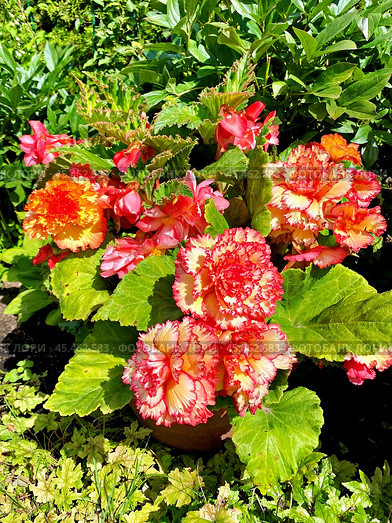 Цветущая бегония (лат. Begonia) в солнечный день. Стоковое фото, фотограф Владимир Шипикин / Фотобанк Лори