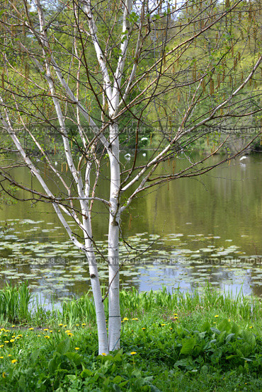 Цветущая береза полезная (гималайская) (Betula utilis D.Don ) на берегу пруда. Стоковое фото, фотограф Ирина Борсученко / Фотобанк Лори