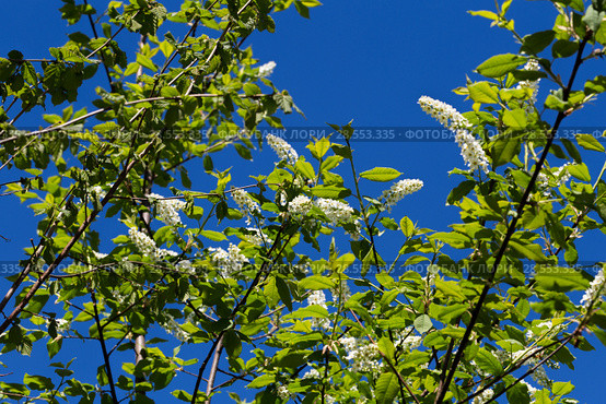 Цветущая черёмуха (лат. Prunus padus) на фоне голубого неба. BLossoming Bird Cherry tree (Prunus padus) Стоковое фото, фотограф Ольга Сейфутдинова / Фотобанк Лори