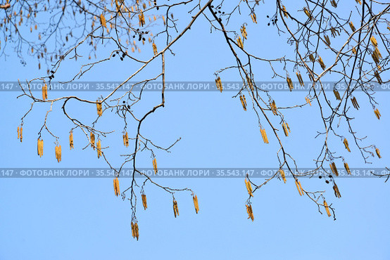 Цветущая черная ольха (Alnus glutinosa (L.) Gaertn.) на фоне неба. Весна. Стоковое фото, фотограф Ирина Борсученко / Фотобанк Лори