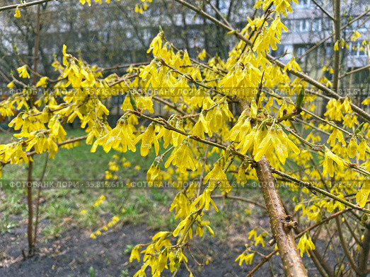 Цветущая форзиция (Forsythia) Стоковое фото, фотограф Мария Кылосова / Фотобанк Лори
