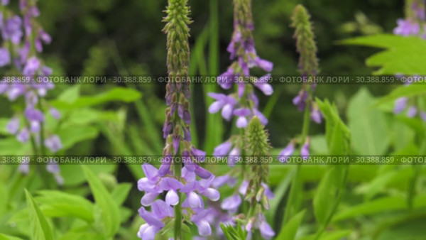 Цветущая галега лекарственная. Blooming Galega officinalis. Стоковое видео, видеограф Евгений Романов / Фотобанк Лори