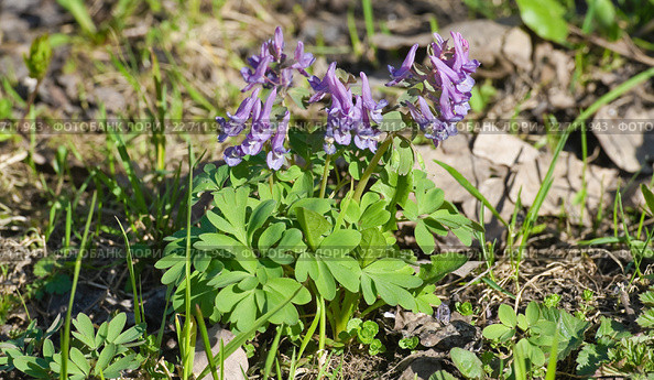 Цветущая хохлатка плотная (Corydalis solida) Стоковое фото, фотограф Алёшина Оксана / Фотобанк Лори