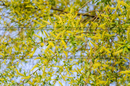 Цветущая ива ломкая "Bullata" (Salix fragilis Bullata) Стоковое фото, фотограф Алёшина Оксана / Фотобанк Лори