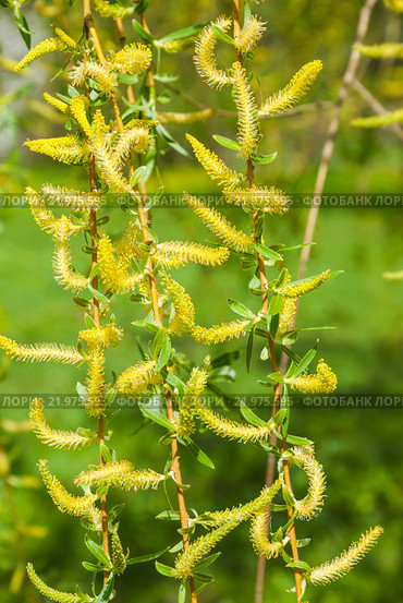 Цветущая ива (Salix) Стоковое фото, фотограф Алёшина Оксана / Фотобанк Лори