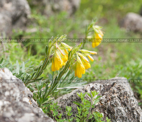 Цветущая оносма крымская (Onosma taurica), локальный фокус, малая ГРИП. Стоковое фото, фотограф Галина Хорошман / Фотобанк Лори