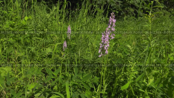 Цветущая орхидея пальчатокоренник. Flowering spotted orchid. Стоковое видео, видеограф Евгений Романов / Фотобанк Лори