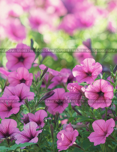 Цветущая петунья. (лат. Petunia) Стоковое фото, фотограф Шустикова Татьяна / Фотобанк Лори