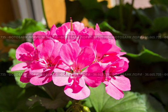Цветущая розовая герань (Пеларгония зональная, лат. Pelargonium zonale). Стоковое фото, фотограф Сергей Рыбин / Фотобанк Лори