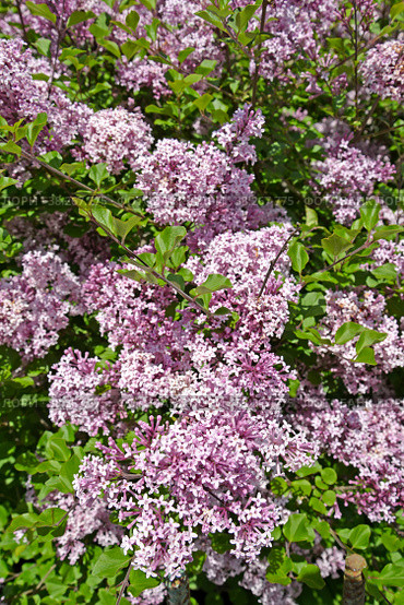 Цветущая сирень мелколистная Superba  (Syringa microphylla Superba) Стоковое фото, фотограф Ирина Борсученко / Фотобанк Лори