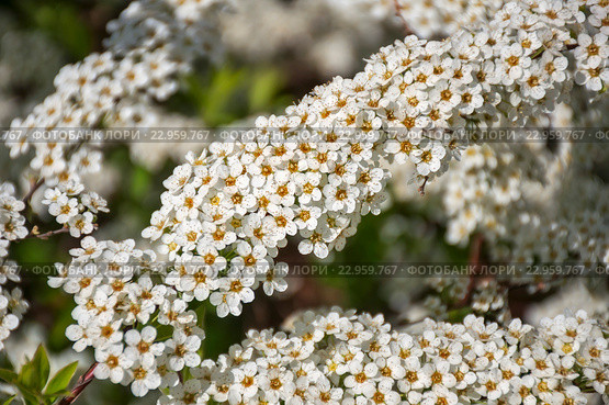 Цветущая Спирея серая Grefsheim (Spiraea cinerea Zabel) Стоковое фото, фотограф Ирина Гришанова / Фотобанк Лори