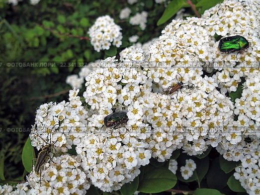 Цветущая Спирея серая и насекомые. Grefsheim (Spiraea cinerea Zabel) Стоковое фото, фотограф Валентина Качалова / Фотобанк Лори