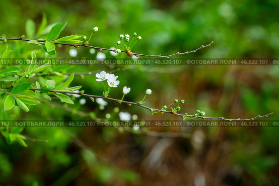 Цветущая спирея серая (лат. Spiraea cinerea) на дачном участке. Стоковое фото, фотограф Андрей Пустякин / Фотобанк Лори