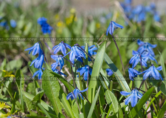 Цветущая сцилла двулистная Таурика или пролеска (лат. Scilla difolia L.) на клумбе в весеннем саду. Стоковое фото, фотограф Елена Коромыслова / Фотобанк Лори