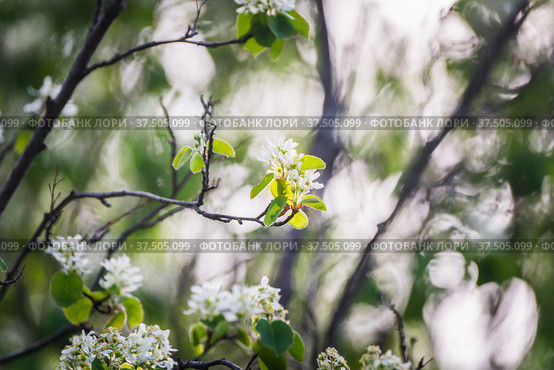 Цветущая ветка ирги (лат. Amelanchier) весной в саду. Стоковое фото, фотограф Андрей Пустякин / Фотобанк Лори