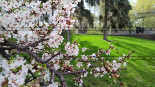 Цветущая войлочная вишня в городском парке. Красивые цветы Prunus tomentosa. Ветви китайской вишни с розовыми цветами на фоне ярко-зеленой травы и хвойных растений. Цветение плодовых и ягодных деревьев и кустарников. Blooming felt cherry in the city park. Beautiful flowers of Prunus tomentosa. Branches of Chinese cherry with pink flowers on a background of bright green grass and conifers. Flowering of fruit and berry trees and shrubs. Стоковое видео, видеограф Ирина / Фотобанк Лори
