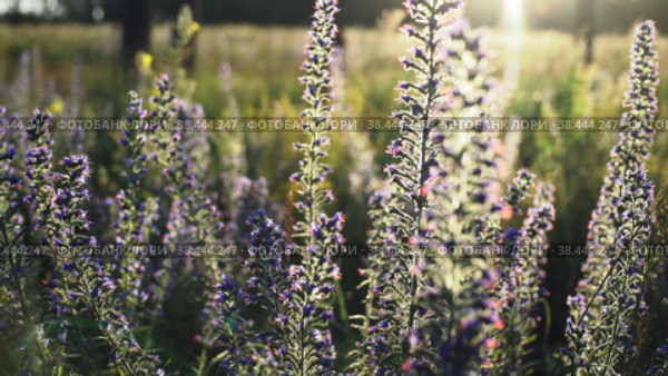 Цветущее растение Синяк обыкновенный (Echium vulgare) покачивается на ветру на лесной поляне в свете утреннего солнца. Плавное панорамирование. Стоковое видео, видеограф Mixail59 / Фотобанк Лори