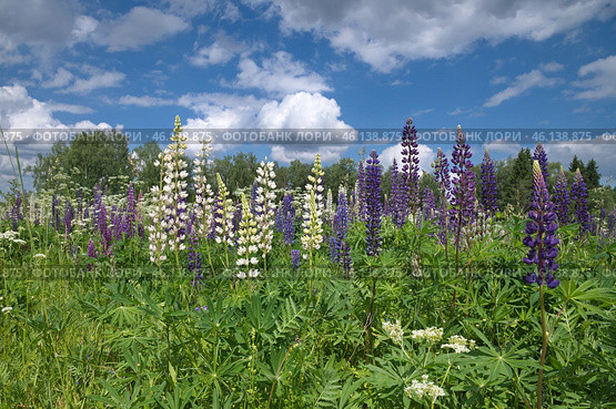 Цветущие люпины (лат. Lupinus) на лугу летним солнечным днем. Стоковое фото, фотограф Елена Коромыслова / Фотобанк Лори
