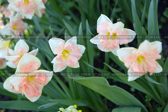 Цветущие махровые нарциссы хромаколор, сорт Pink Wonder (Narcissus) Стоковое фото, фотограф Ирина Борсученко / Фотобанк Лори