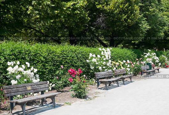 Цветущие розы в парке Хофгартен (нем. Hofgarten). Мюнхен. Германия (2019 год). Редакционное фото, фотограф E. O. / Фотобанк Лори