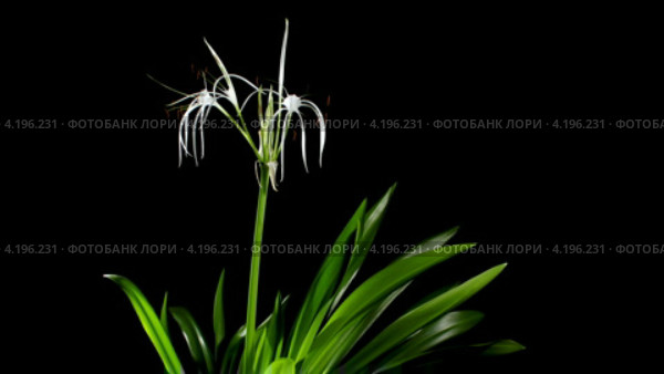 Цветущий амариллис (Amaryllis. Hymenocallis. caribaea Herb) Стоковое видео, видеограф Артем Поваров / Фотобанк Лори