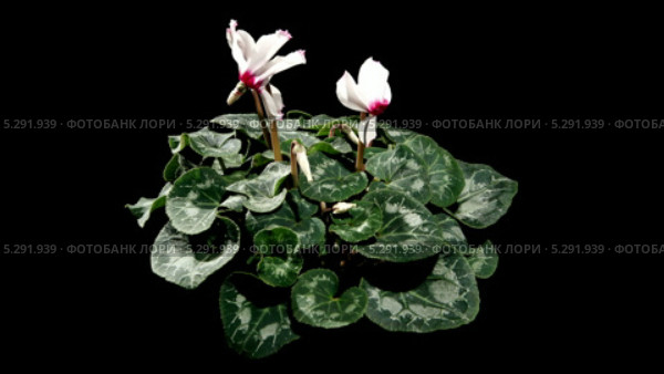 Цветущий белый цикламен (Cyclamen Midori) Стоковое видео, видеограф Артем Поваров / Фотобанк Лори