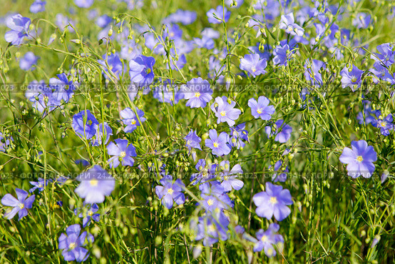 Цветущий голубой лен (linum) (2016 год). Стоковое фото, фотограф Ирина Яровая / Фотобанк Лори