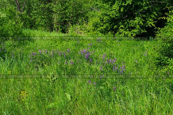 Цветущий горошек мышиный (Vicia cracca L.), лекарственное, растение, на опушке леса. Стоковое фото, фотограф Андрей Цыганков / Фотобанк Лори