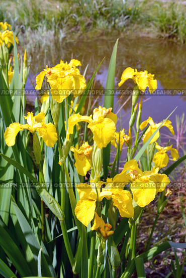 Цветущий ирис аировидный, сорт Gold  (Iris pseudacorus L.) около водоема. Стоковое фото, фотограф Ирина Борсученко / Фотобанк Лори