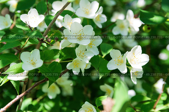 Цветущий куст чубушника венечного (Philadelphus coronarius), Волгоградская область, Россия. Стоковое фото, фотограф Андрей Цыганков / Фотобанк Лори
