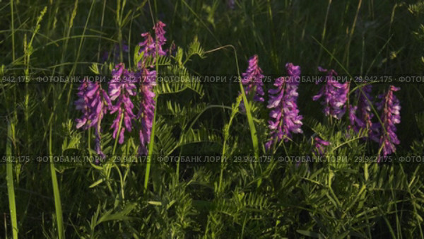 Цветущий мышиный горошек. Flowering tufted vetch. Close-up. Стоковое видео, видеограф Евгений Романов / Фотобанк Лори