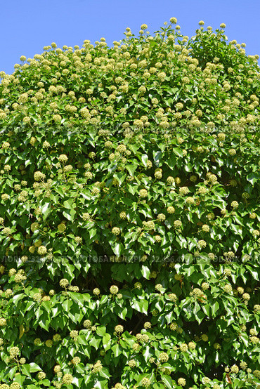 Цветущий плющ обыкновенный (Hedera helix L.) на фоне голубого неба. Стоковое фото, фотограф Ирина Борсученко / Фотобанк Лори