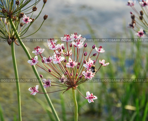 Цветущий Сусак зонтичный (Butomus umbellatus) Стоковое фото, фотограф Алёшина Оксана / Фотобанк Лори