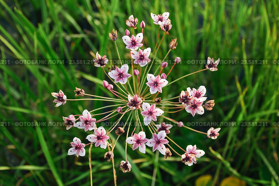 Цветущий Сусак зонтичный (Butomus umbellatus) Стоковое фото, фотограф Алёшина Оксана / Фотобанк Лори
