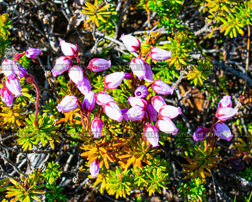 Цветущий вереск обыкновенный (лат. Calluna vulgaris) крупным планом. Стоковое фото, фотограф Анна Аникова / Фотобанк Лори
