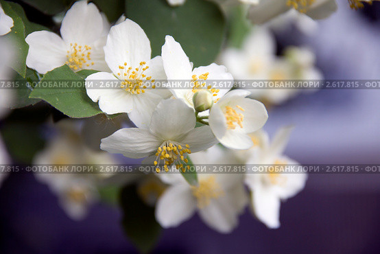 Цветущий жасмин. Чубушник, Philadelphus L. Стоковое фото, фотограф Дудакова / Фотобанк Лори