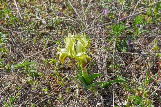 Цветущий желтый карликовый ирис (лат. Iris pumila). Крым, апрель. Стоковое фото, фотограф Сергей Рыбин / Фотобанк Лори