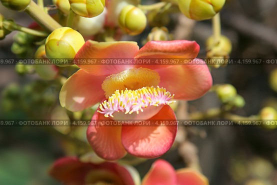 Цветы дерева - Курупита гвианская (Couroupita guianensis) Стоковое фото, фотограф Татьяна Белова / Фотобанк Лори
