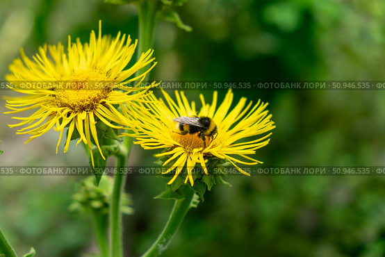 Цветы девясила (Inula) и шмель. Стоковое фото, фотограф Лариса Веселова / Фотобанк Лори