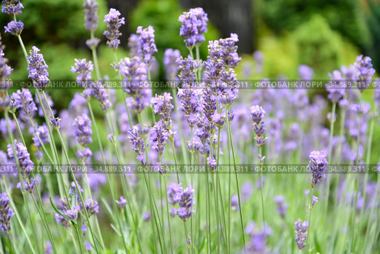 Цветы лаванды узколистной (Lavandula angustifolia Mill.) Стоковое фото, фотограф Ирина Борсученко / Фотобанк Лори