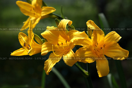 Цветы лилейника, освещенные солнцем (Hemerocallis lílioasphodelus) Стоковое фото, фотограф Виктор Кощеев / Фотобанк Лори